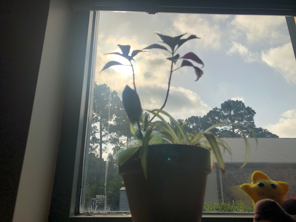 Accolades in the&nbsp;Wild